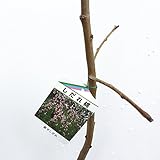 花桃 苗木 源平しだれ (咲き分け) 12cmポット苗 げんぺいしだれ はなもも 苗 ハナモモ