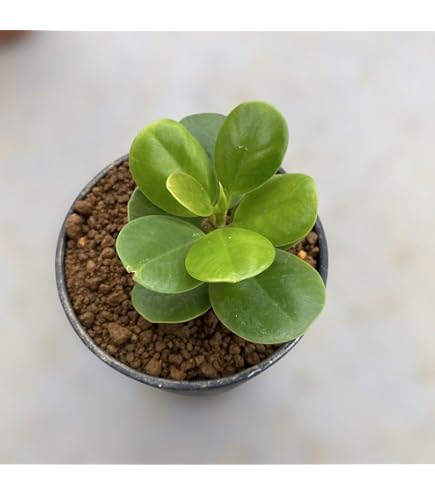Amazon.co.jp: パンダガジュマル 斑入りPanda Gajyumaru Variegated超