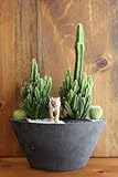 サボテン/カクタス寄植えサファリ（タイガー）器カラー：ブラック