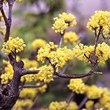 サンシュユの苗木