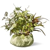 Nationalツリー21.5インチテーブルで植物セラミックポット( ras-8007 X r-1 )