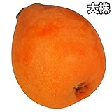 国華園　果樹苗　ビワ　クイーン長崎大株　1株