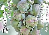 【生産農場直送】 芽キャベツ苗 【早生子持】 芽キャベツ 葉菜苗 9cmポット プロ農家も使う葉菜苗 野菜苗 ガーデニング 家庭菜園