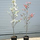 植えた直後から我が家のシンボルに！庭木：アメリカ花水木　特大！！　赤花or白花　樹高：約120ｃｍ (白花)