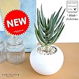 LAND PLANTS アロエ ディコトマ 白色丸形陶器鉢