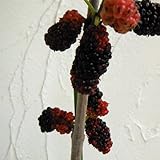 マルベリー（桑）：ララベリー[大実桑]4～5号ポット[驚きの実つきの多果性品種][苗木] ノーブランド品