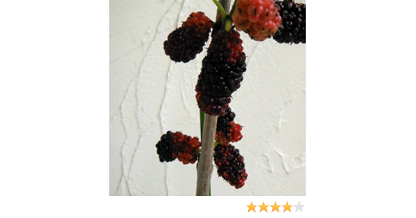 Amazon マルベリー 桑 ララベリー 大実桑 5号ポット 驚きの実つきの多果性品種 苗木 Diy 工具 ガーデン