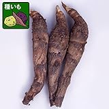 サトイモ：タケノコいも（京いも・種芋)500g入り[野菜球根パック] ノーブランド品