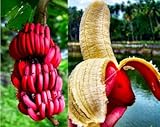 free ship 40 seeds red banana seeds, delicious rare fruit seeds sent gift