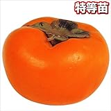 国華園　果樹苗　甘柿　富有　1株