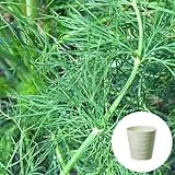 ディル 栽培 セット / ハーブ / 軽量 プラスチック 鉢 プランター / アイボリー