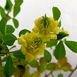 クローバー：ラッキークローバー3号ポット 12株セット[大人気！幸せの黄色いクローバー]