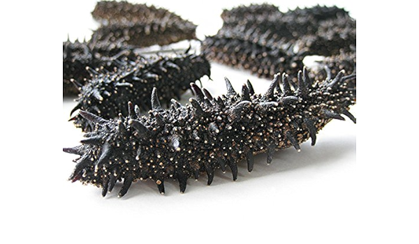 送料無料 乾燥ナマコb級品500g Bランク 北海道産乾燥なまこ 金ん子 中華高級食材 干し海鼠 北海キンコ 海参 送料無料 海参皇 干しなまこ 干し ナマコ 海の漢方 その他水産物 Indonesiadevelopmentforum Com 送料無料 乾燥ナマコb級品500g Bランク 北海道産乾燥なまこ 金ん子 中華高級食材 干し海鼠 北海キンコ 海参 送料無料 海参皇 干しなまこ 干し ナマコ 海の漢方 その他水産物 Indonesiadevelopmentforum Com