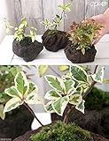 (観葉)苔盆栽 おまかせ山野草 溶岩石鉢植え(1鉢) 本州・四国限定[生体]
