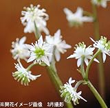 山野草:セリバオウレン(芹葉黄蓮) 9cmポット苗【紫桜館山の花屋】