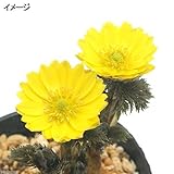 (山野草)品種系フクジュソウ 福寿海 2芽入り(福寿草) 3.5～4号(1ポット) 本州・四国限定[生体]