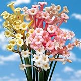 国華園　春植え球根　キルタンサスミックス(無選別)　16球【※発送が国華園からの場合のみ正規品です】