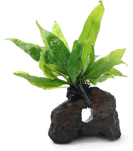 Amazon.co.jp: （水草）石付 ミクロソリウム プテロプス（1個