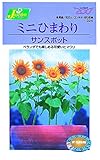 カネコ種苗 草花タネ224 ミニひまわり サンスポット 10袋セット