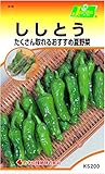 カネコ種苗 野菜タネハイクオリティ316 ししとう 10袋セット