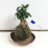 苔玉 ガジュマルのコケダマ