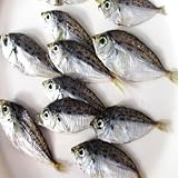 ニロギ 一日干し 500g 高知県産 にろぎ