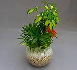 ハイドロカルチャー寄せ植え（サンゴ砂）２鉢セット　バブ12　見た目が大変キレイで清涼感のあるデザインです。サンゴ砂は、雑菌等の抑制、水の濾過効果があり水質が清潔な状態で保たれます。お部屋のインテリアや