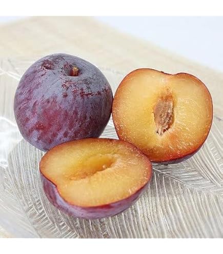 Amazon.co.jp: プラム バイオチェリー サクランボ×スモモ交配種 13.5cm