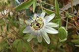 耐寒性トケイソウ　苗　カエルレア　Passiflora caerulea (3号ポット苗)