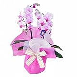 胡蝶蘭　ミディ　ランラン　2本立ち　4号陶器鉢　フランス製リボン