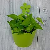 ポトス：ライム・コンパクト elho ポットアリス壁掛けフック付き ノーブランド品