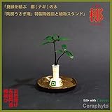 「ご神木　ナギの木」と陶房「うさぎ庵」特製皿と植物スタンド　1個セット　【土なし　清潔　水やり簡単　セラハイト】　　「NHK大河ドラマ　女城主　直虎」で「愛しいものの無事を祈る木」「災いを避ける木」「