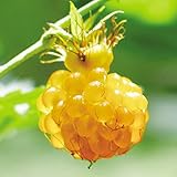 果樹苗　昔懐かしい果樹　モミジイチゴ　1株