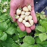 白イチゴ 36粒