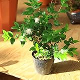 花嫁のブーケとしてもよく利用される美しい白い花が特徴です。庭木：銀梅花（ギンバイカ）　ミルタス