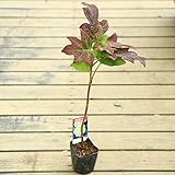 庭木苗・植木：カシワバアジサイ（紫陽花）ハーモニー *(かしわばあじさい)　まるでソフトクリーム！