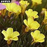 国華園　夏植え球根 オキザリス ゴールドアイランド 10球【※発送が国華園からの場合のみ正規品です】