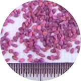 【種 1kg】 センチピードグラス 緑化用 芝生用 サマーグラス 芝 [播種期：4～7月] 雪印種苗 米S代不
