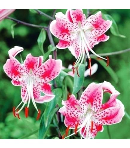 百合 球根 カサブランカ 球根白５　ピンク5 カラー球根９個 ユリ：オリエンタルリリー カサブランカの球根（普通球） 5球