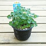 山野草：深山オダマキ（紫花）おだまき