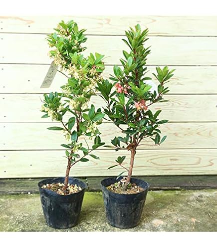 Amazon.co.jp: ハンカチ 木 ダビデア 実生苗 樹高50cm60cm : DIY・工具