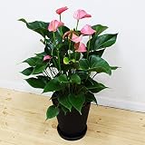 アンスリウム ピンク ボリューム有り ギフトにもオススメ 観葉植物 ピンクチャンピョン ピンクチャンピォン