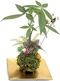 新春苔玉3寸パキラ