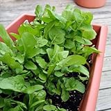 400 Freshly Picked Arugula Seeds Healthy Vegetables Special for Taste
