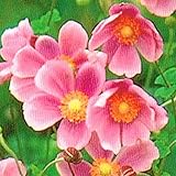 【多年草】　シュウメイギク　ダイアナ　（秋明菊）　2株セット　【花壇】