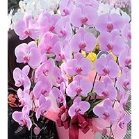 お祝いといったらこれ 美容師の彼女に贈る昇進祝いの胡蝶蘭のおすすめプレゼントランキング 予算 000円以内 Ocruyo オクルヨ