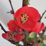 木瓜[ボケ・放春花]：寒木瓜（カンボケ）6号ポット[冬の時期から開花する緋色のボケ][開花予定株] ノーブランド品