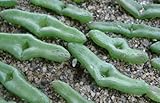 Diplosoma retroversum - Succulent - 5 seeds