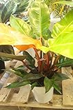 観葉植物　フィロデンドロン　レッド　5寸鉢　【ラッピング代込】【送料込価格】