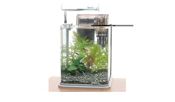 Amazon 熱帯魚 水草 お一人様１点限り テトラ ｒｇ ２０ｌｅ ミックスプラティと水草の水槽セット 説明書付 飼育セット 本州 四国限定 生体水草 通販